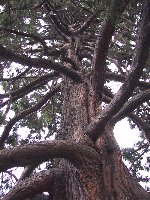 Ancient pine on Vancouver Island, BC (180 KB)